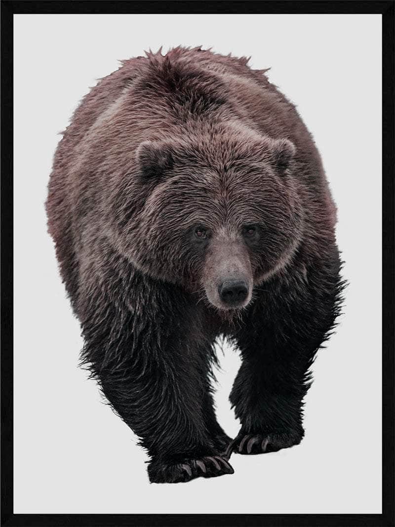 Grizzlybjørn Hvid Baggrund Plakat
