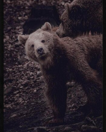 Grizzlybjørne Unge Plakat