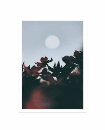 Harvest Moon