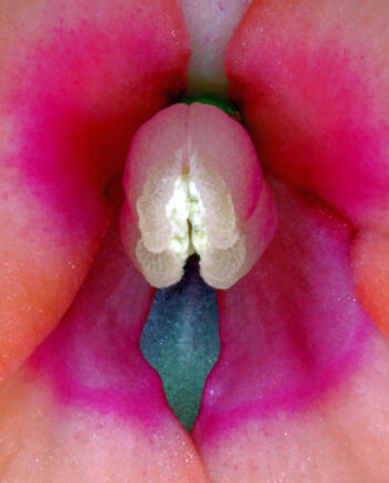 Impatiens Hawkeri   Af Pauline Snoeijs