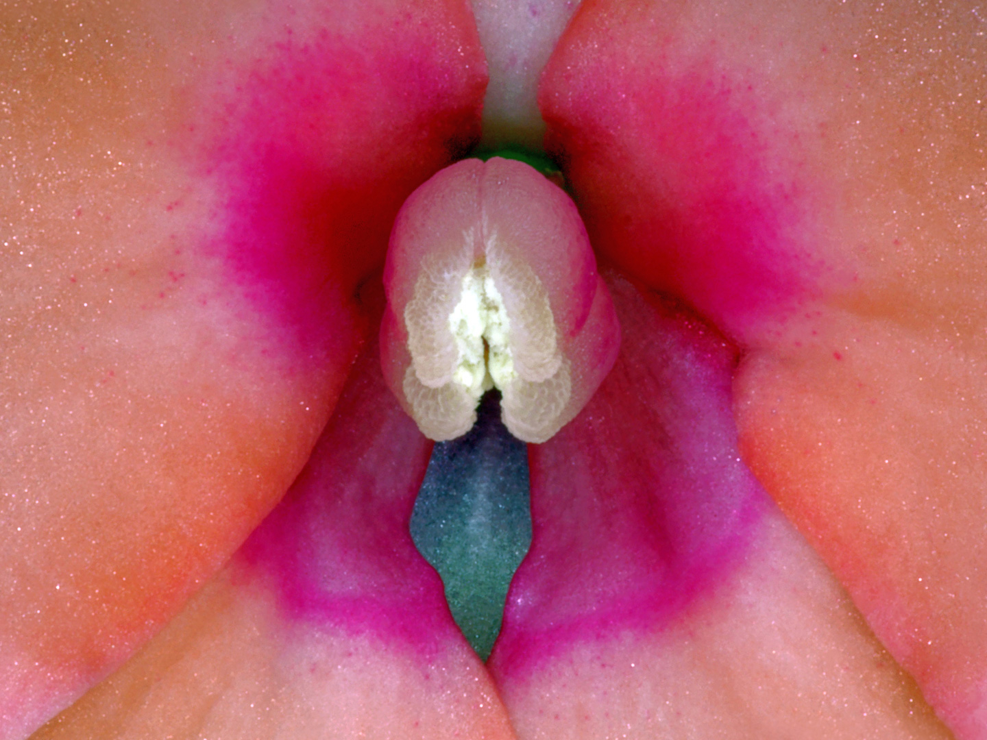 Impatiens Hawkeri Af Pauline Snoeijs