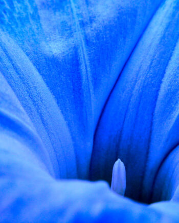 Ipomoea Tricolor Af Pauline Snoeijs