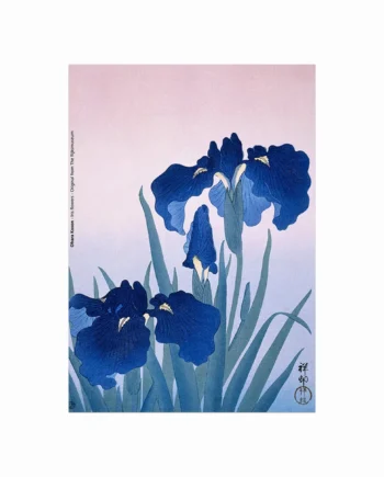 Iris Flowers
