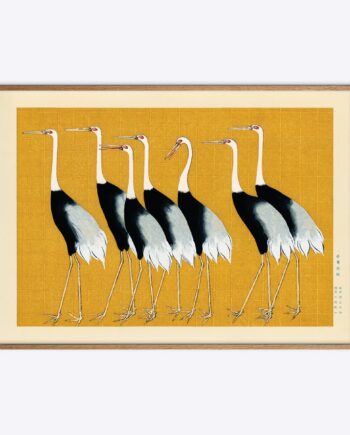 Japanese Red Crown Cranes