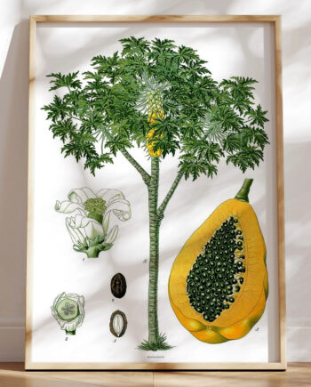 Köhlers Medizinal Pflanzen Carica Papaya Retroplakat Med Papaya