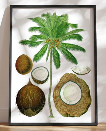 Köhlers Medizinal Pflanzen Cocos Nucifera Genoptryk Af Retromotiv Med Palme