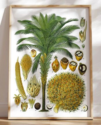 Köhlers Medizinal Pflanzen Elaeis Guineensis Antik Plakat Med Palme