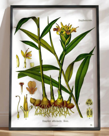 Köhlers Medizinal Pflanzen Zingiber Officinale Plakat Med Retromotiv Af Ingefær