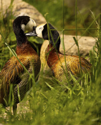 Kærlig Omsorg Blandt ænder Af Msj Natur Foto