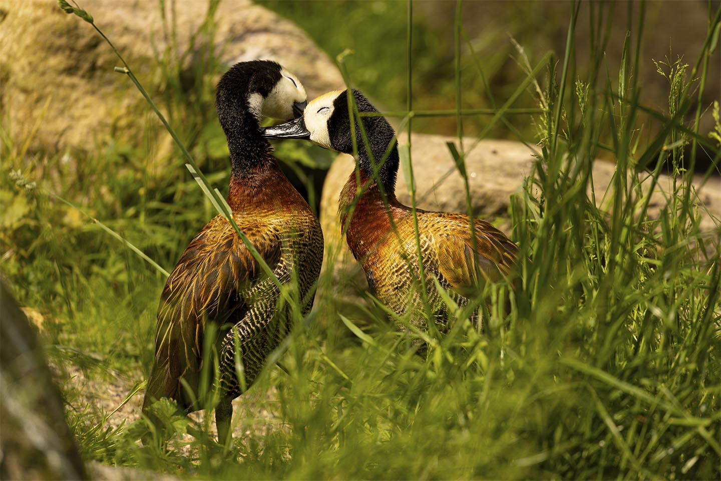 Kærlig Omsorg Blandt ænder Af Msj Natur Foto