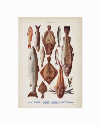 Les Poissons