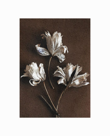 Lucie Veselá  White Flowers On Wood