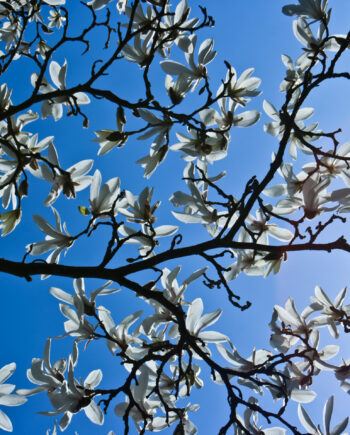 Magnolia Af Kirsten Stigsgaard