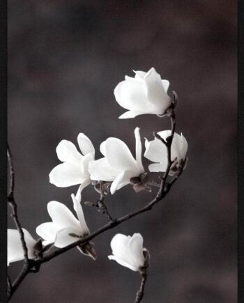 Magnolia Blomster Plakat