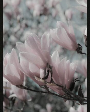 Magnolia Plakat