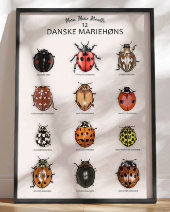 Mariehøne Plakat Sådan Ser 12 Af De Danske Mariehøns Ud