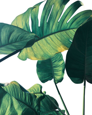 Monstera Af Illux