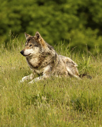 Nord Europæisk Gra Cc 8a Ulv Af Msj Natur Foto