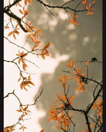 Orange Blade Plakat