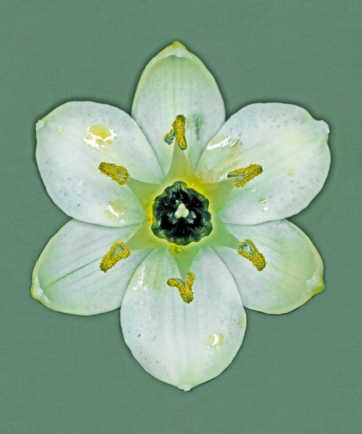 Ornithogalum Arabicum Af Pauline Snoeijs