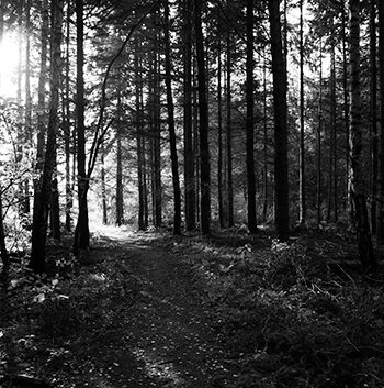 Path Of Light Af Kirsten Stigsgaard