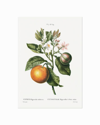 Pierre Joseph Redouté  Citrus No  34