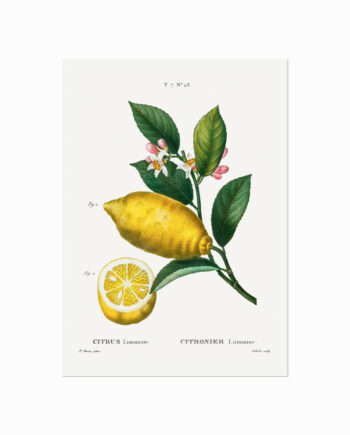 Pierre Joseph Redouté  Citrus No  28