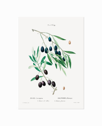 Pierre Joseph Redouté  Olive No  29
