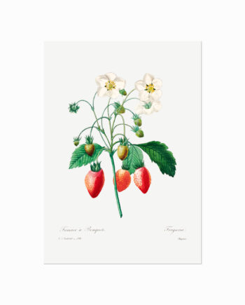 Pierre Joseph Redouté  Olive No  29  Kopier