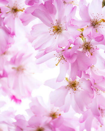 Pink Cherry Dream Af Kirsten Stigsgaard