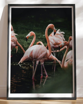 Plakat Med Flamingoer Fotoplakat