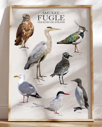 Plakat Med Fugle Fra Strand Og Kyst
