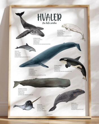 Plakat Med Hvaler   Hvaler Fra Verdens Have