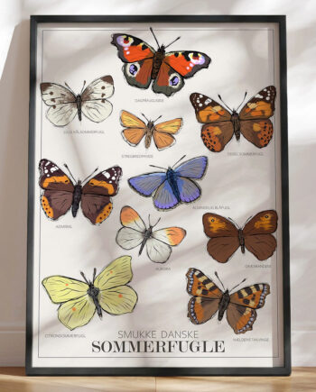 Plakat Med Sommerfugle 10 Almindelige Danske Sommerfugle