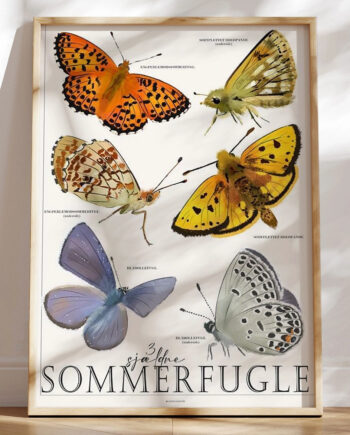 Plakat Med Sommerfugle   Sjældne Og Truede Arter