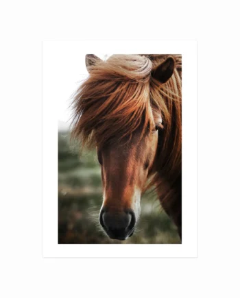 Plakater Med Dyr  Chestnut Horse