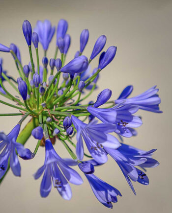 Purple Agapanthus Bloom Af Cato Johan Rød Photography