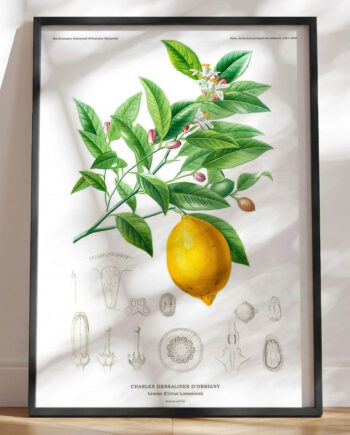 Retroplakat Citron