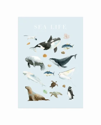 Sea Life
