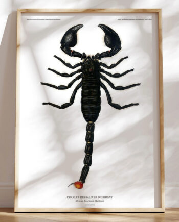 Skorpion Plakat
