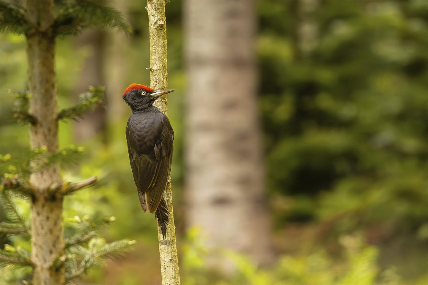 Sortspætte Sin Evige Jagt Pa Cc 8a Føde Af Msj Natur Foto