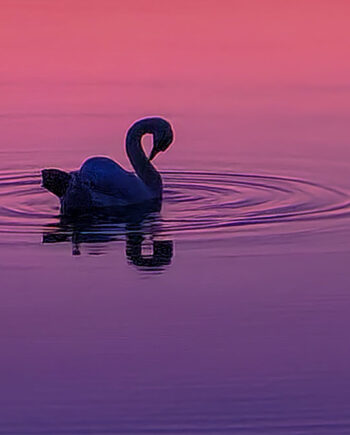 Svane   Pink Solnedgang Af Fotos By Srose
