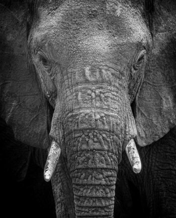 The Intense Gaze Of An Elephant Af Rasmus Gundorff Sæderup