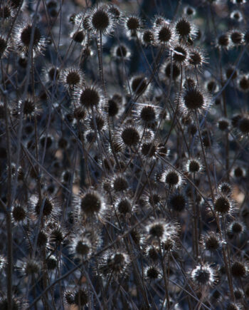 Thistle Light Af Kirsten Stigsgaard