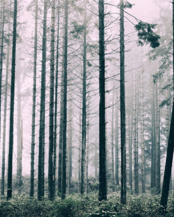 Trees1 Af Henrik Hansen