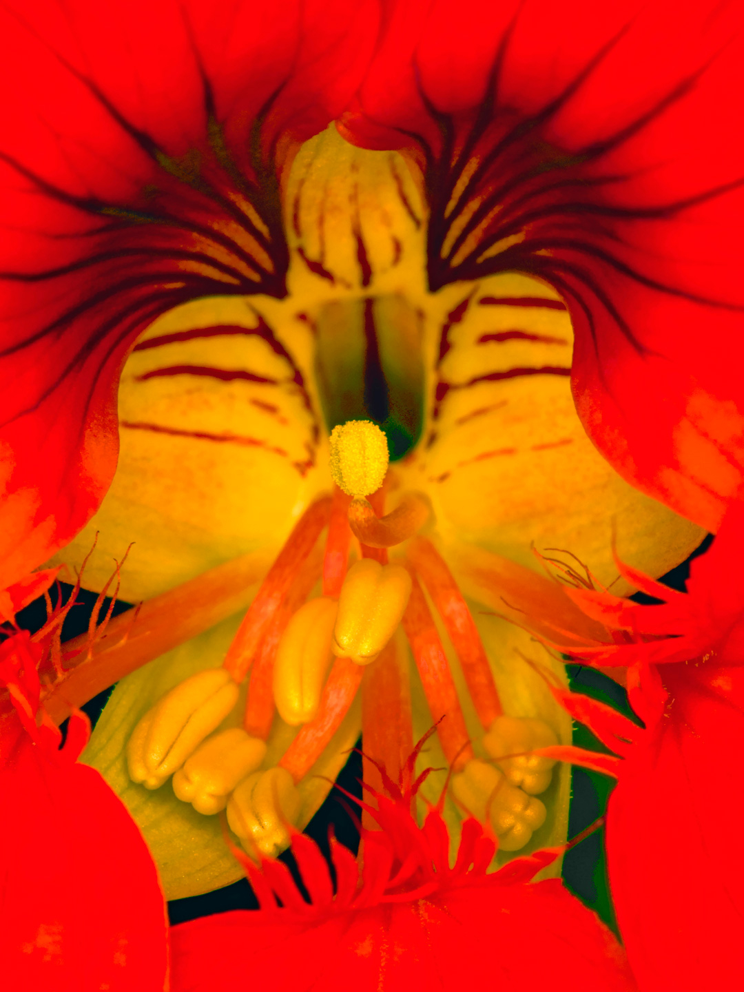 Tropaeolum Af Pauline Snoeijs