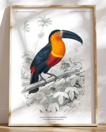Tucan Plakat Charles Dessalines Retroplakat