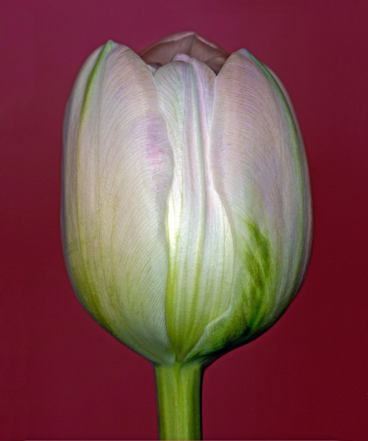 Tulipa   Af Pauline Snoeijs