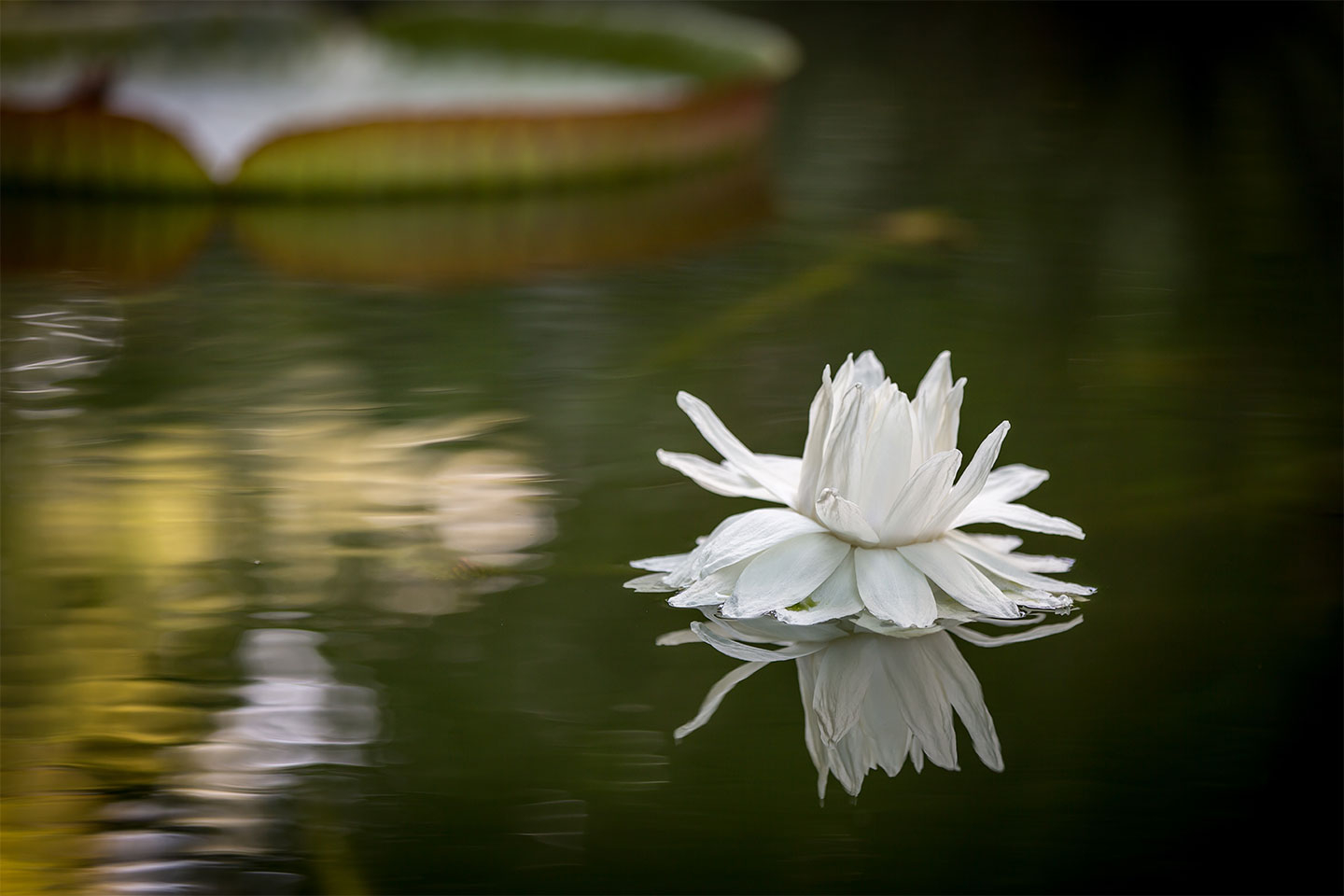 Water Flower Af Per Sørensen
