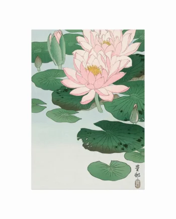 Water Lily